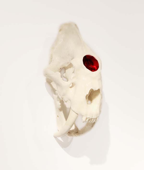 <h3> E.V. DAY</h3>
                        <h4><em>Semi-Feral Skull III</em></h4>
                        2014</br>
                        Resin saber-tooth skull, beeswax, glass ruby<br />
                        15 x 7 x 8 inches
